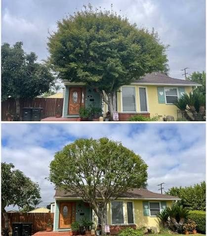 Emergency Tree Service in West Sacramento