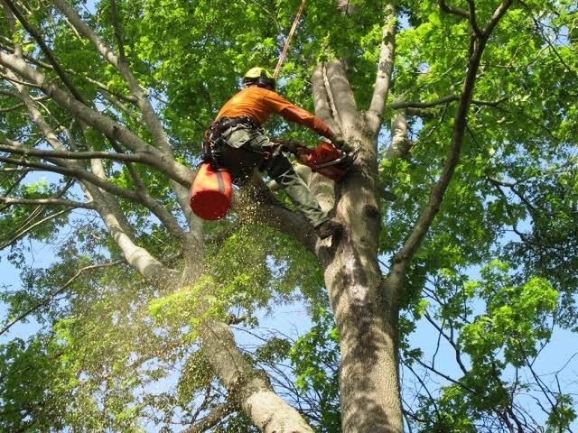 Representative tree service image