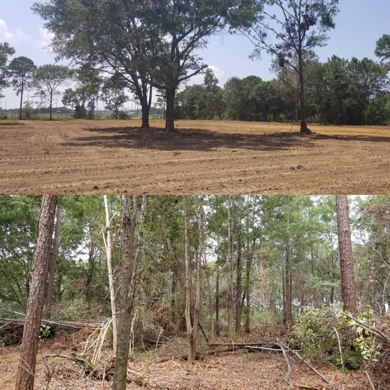 Representative tree service image