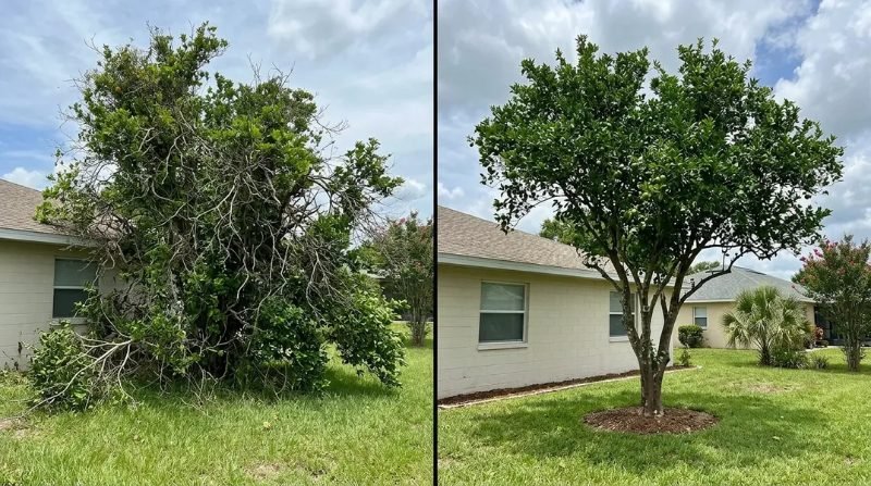 Representative tree service image