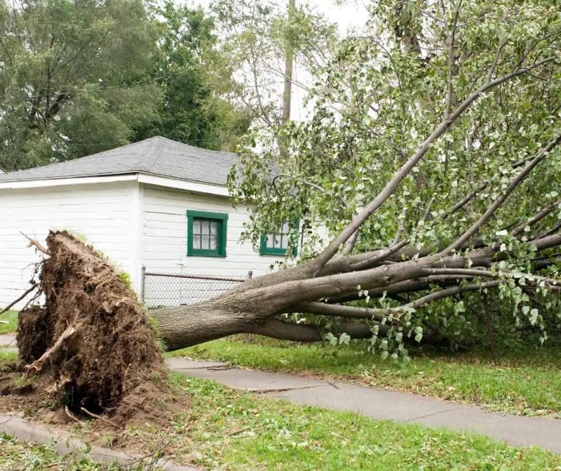 Representative tree service image
