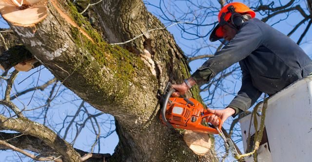 Representative tree service image