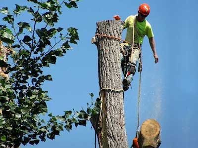 Representative tree service image