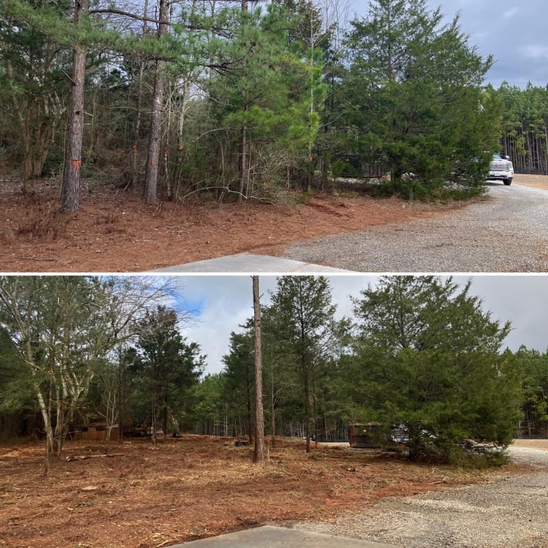 Representative tree service image