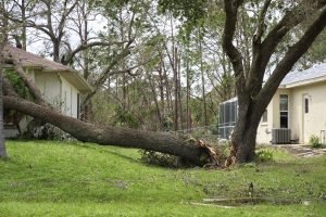 Storm Damage Tree Cleanup in West Sacramento