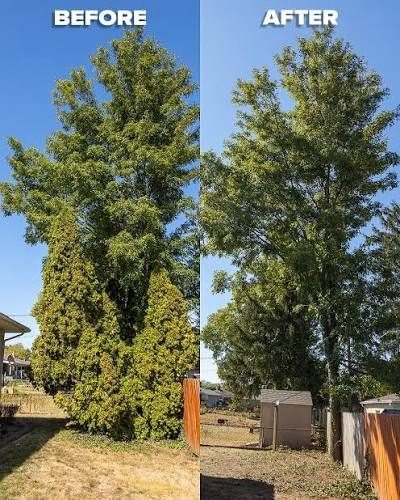 Storm Damage Tree Cleanup project - West Sacramento, California
