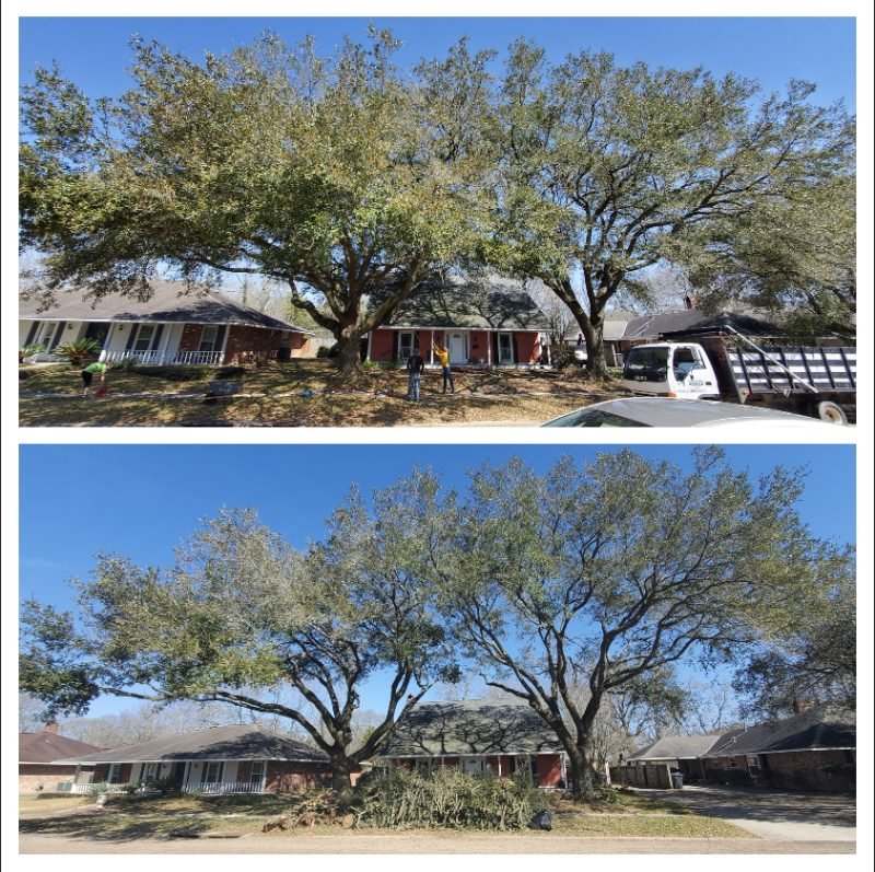 Stump Removal in West Sacramento