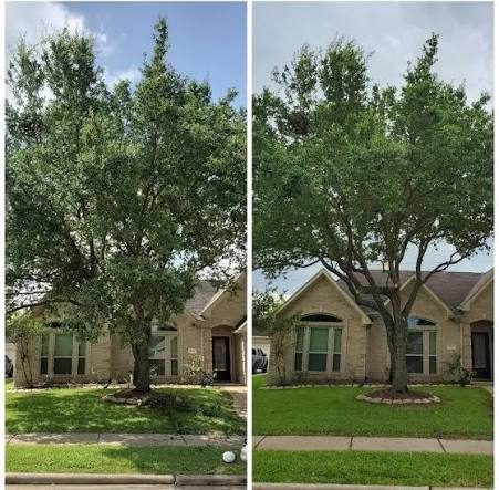 Tree Trimming services in West Sacramento, California